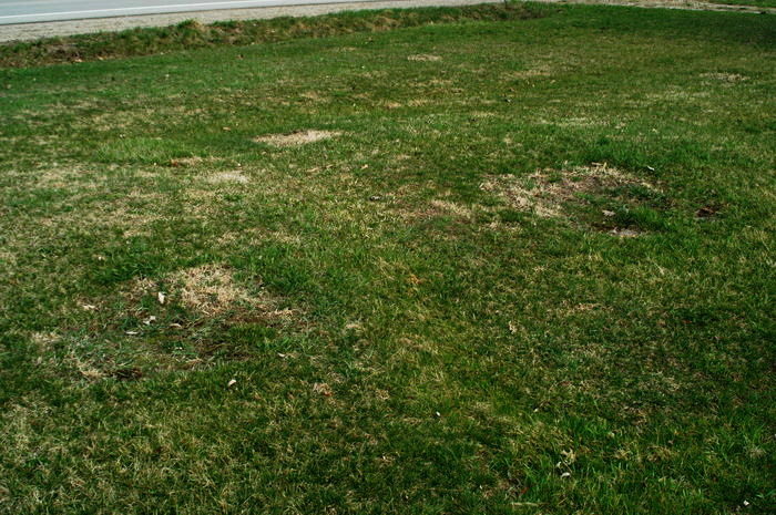 Starlite Drive-In Theatre - April 2003 Ramps (newer photo)